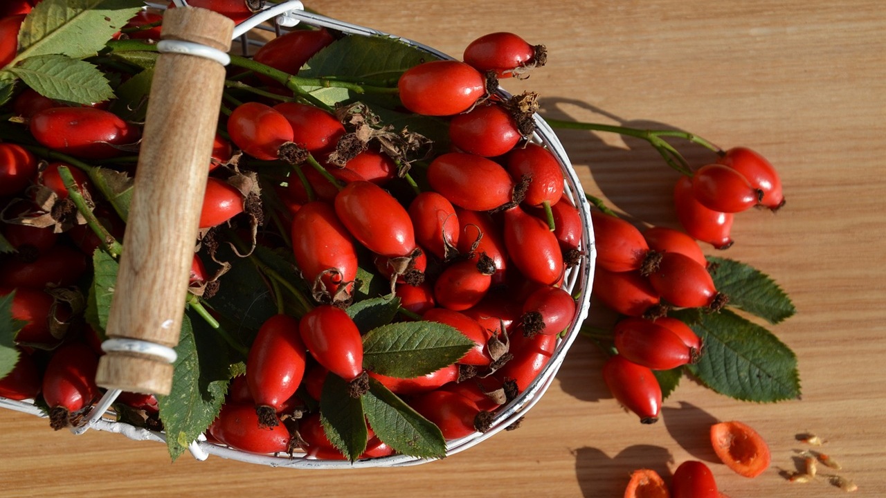 rosa canina vino
