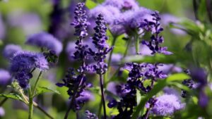 Perché aggiungere la salvia in giardino è una splendida idea