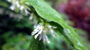 Una pianta perfetta per il patio, profumata e indistruttibile: la sarcocca o bosso dolce