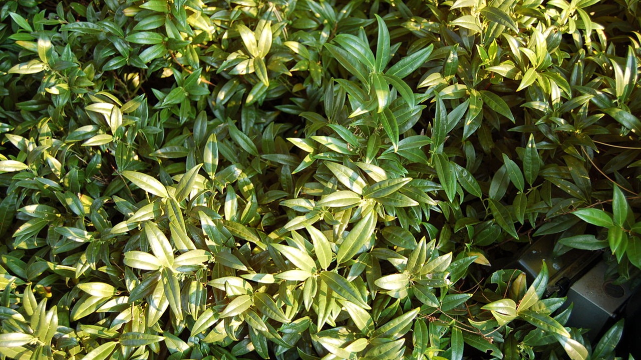 sarcocca