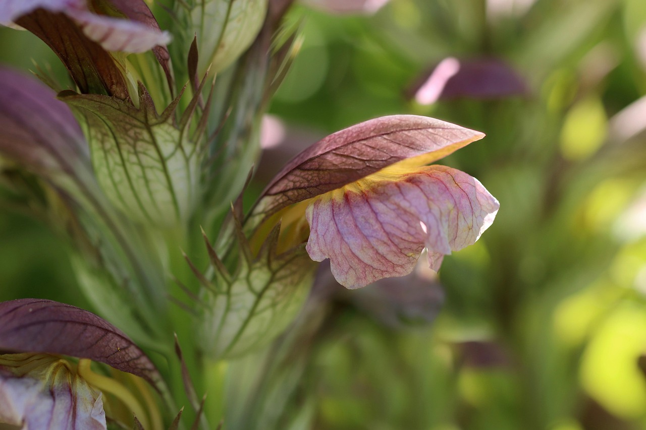 Acanthus spinosus: piante a foglie grandi