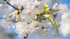 Come prevenire i vermi nelle mele: cosa fare a inizio giugno