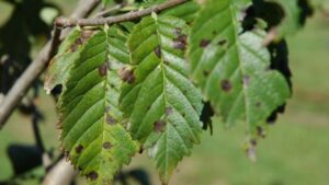Antracnosi: come riconoscerla e difendere le piante da questa malattia