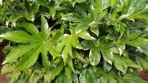 Aralia: la pianta perfetta per interni ed esterni