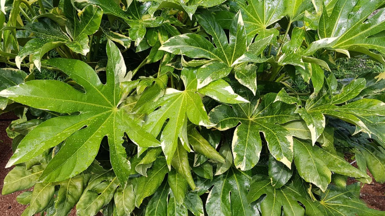 Aralia: pianta decorativa