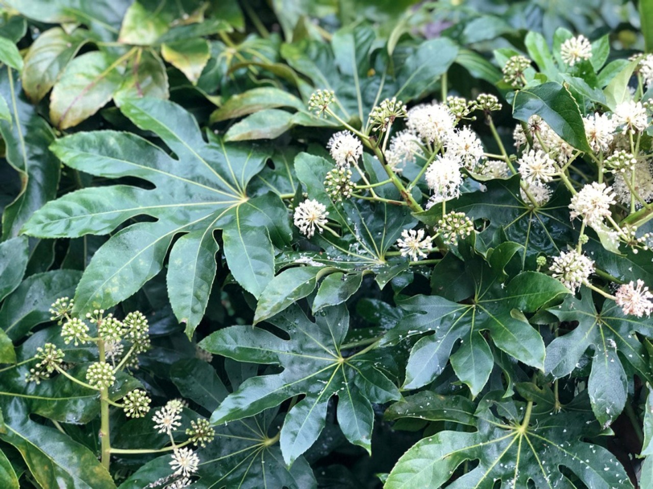Aralia: pianta decorativa