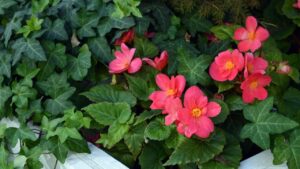 Begonia tuberosa: la pianta ideale per balconi e terrazzi fioriti senza fatica