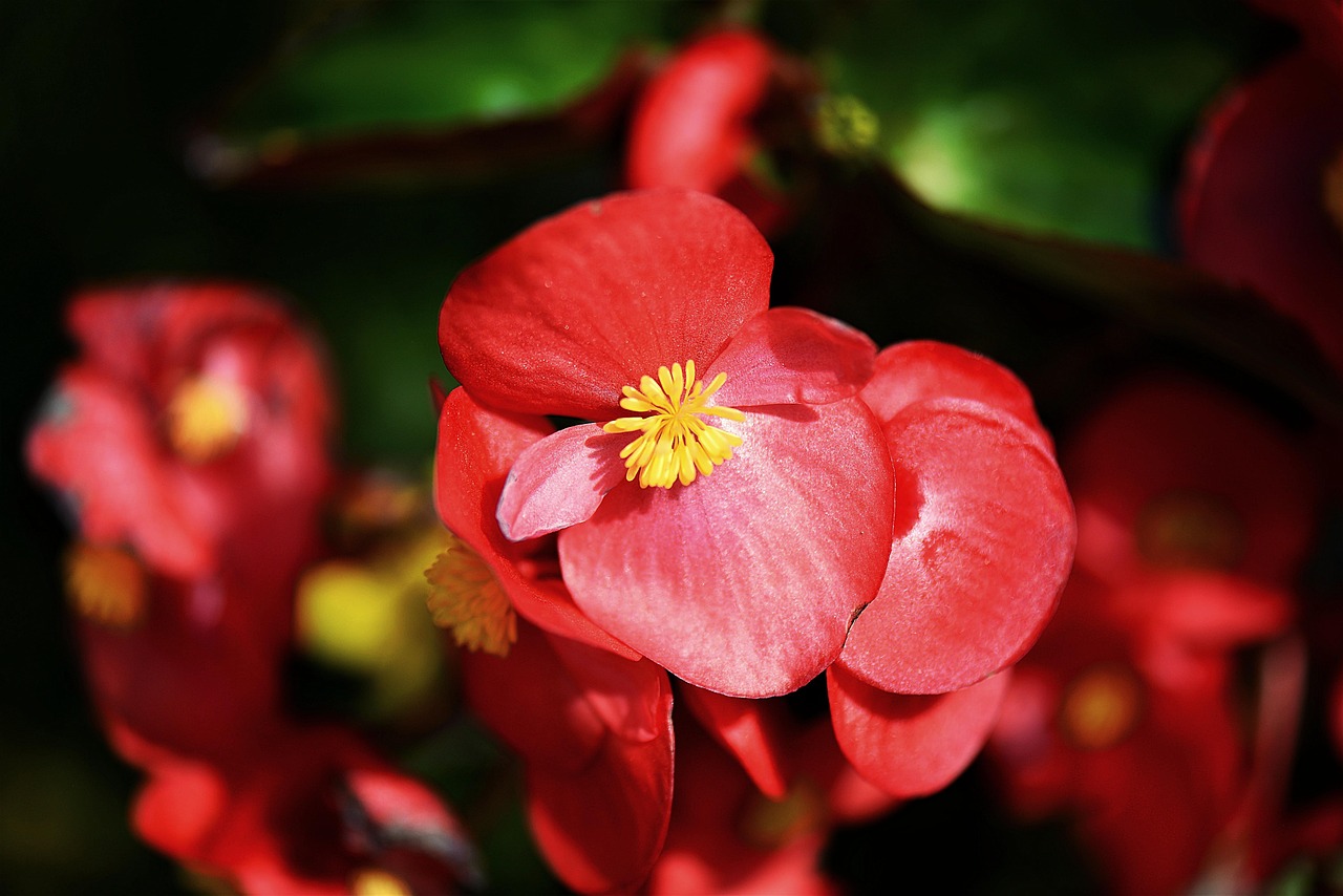Begonia tuberosa: fiore rosso