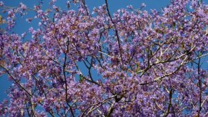 Bowdichia virgilioides, come coltivare l’albero paricarana dai fiori viola