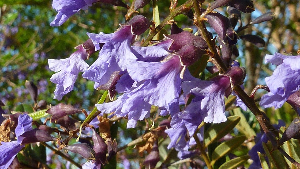bowdichia