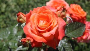 Come salvare le rose dal caldo estivo: consigli pratici per un giardino in salute