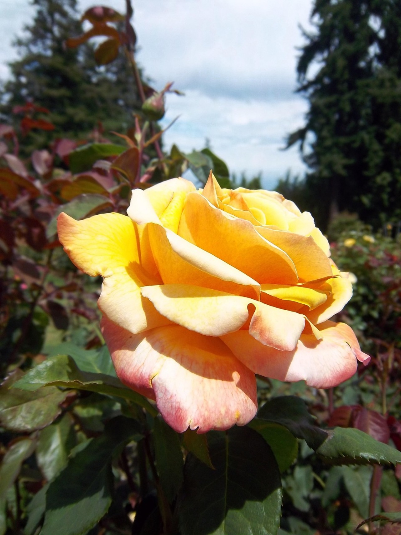 Proteggere le rose dal caldo estivo