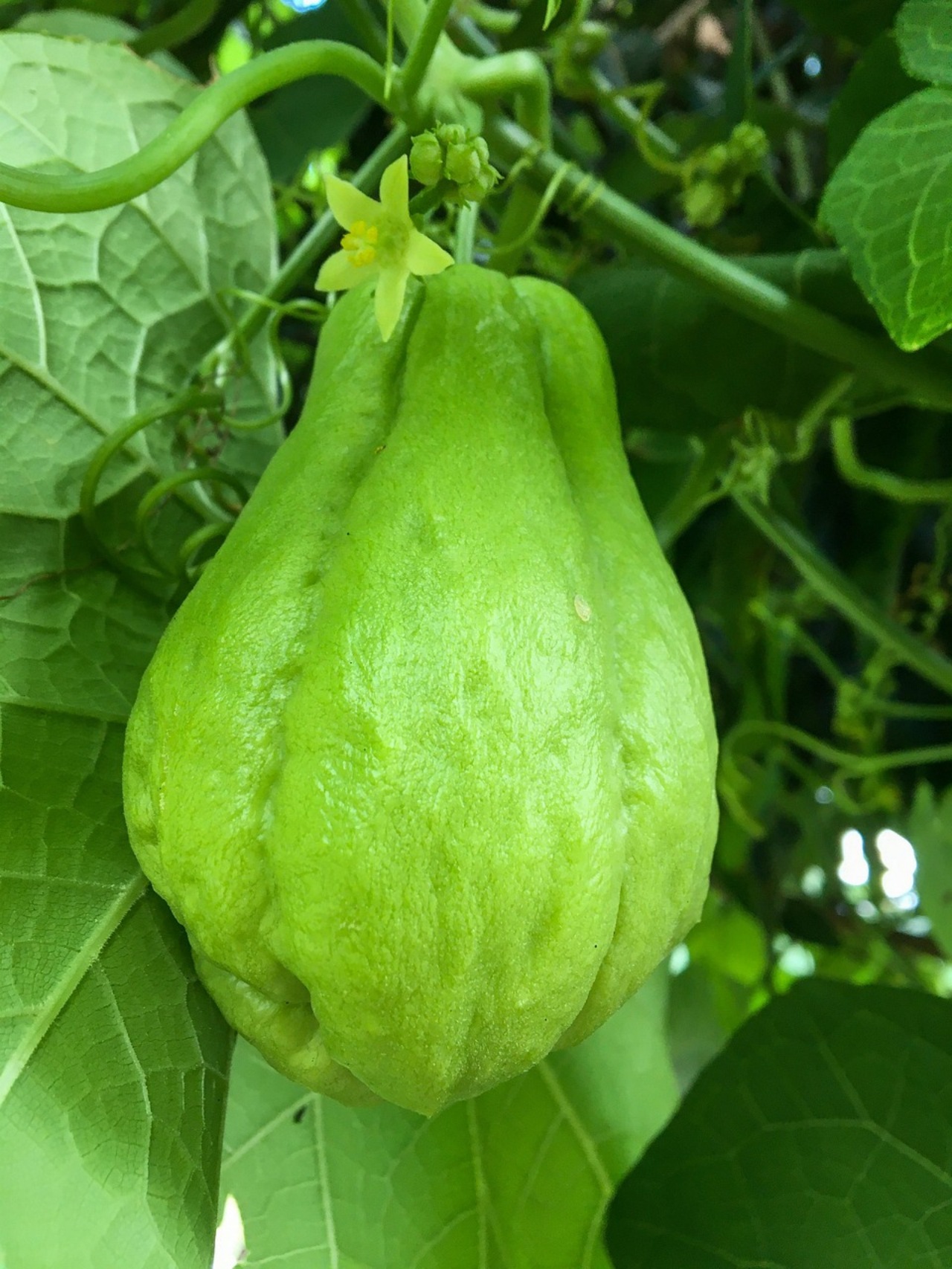 Chayote: frutto delizioso