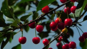 Come coltivare il ciliegio Prunus avium: guida pratica e consigli utili