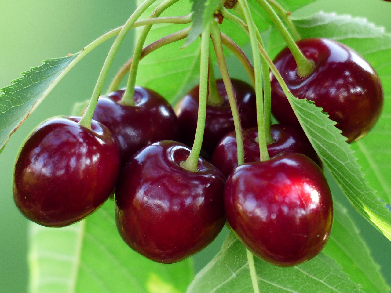 Ciliegio: Prunus avium