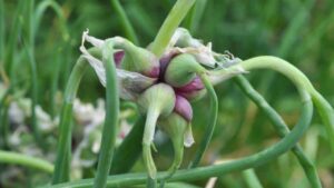 Cipolla rocambole: una pianta rustica, perenne e utile in ogni orto domestico