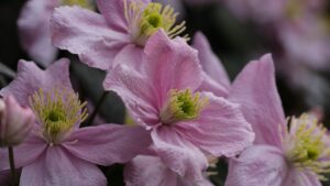 Clematidi: come coltivare e curare i rampicanti dai fiori spettacolari