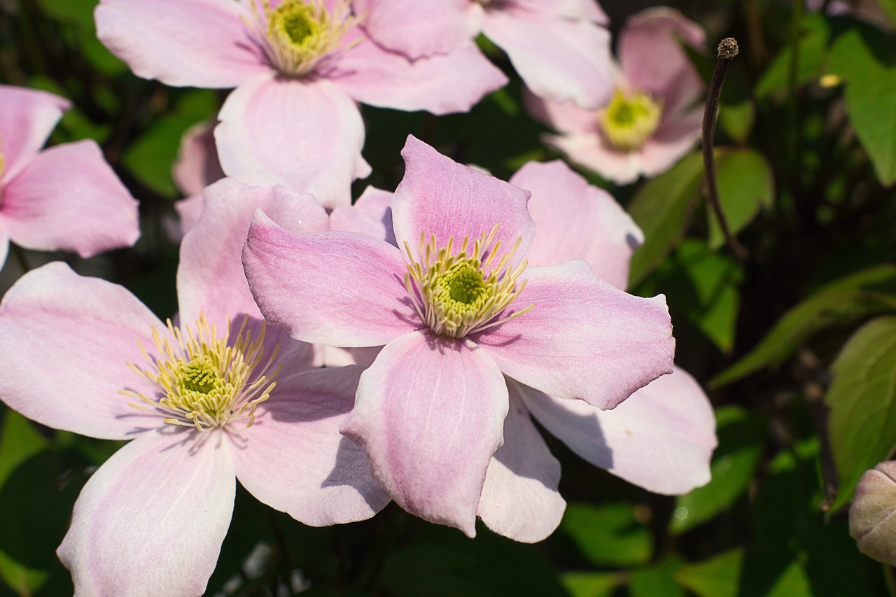 Clematidi: fiori rosa