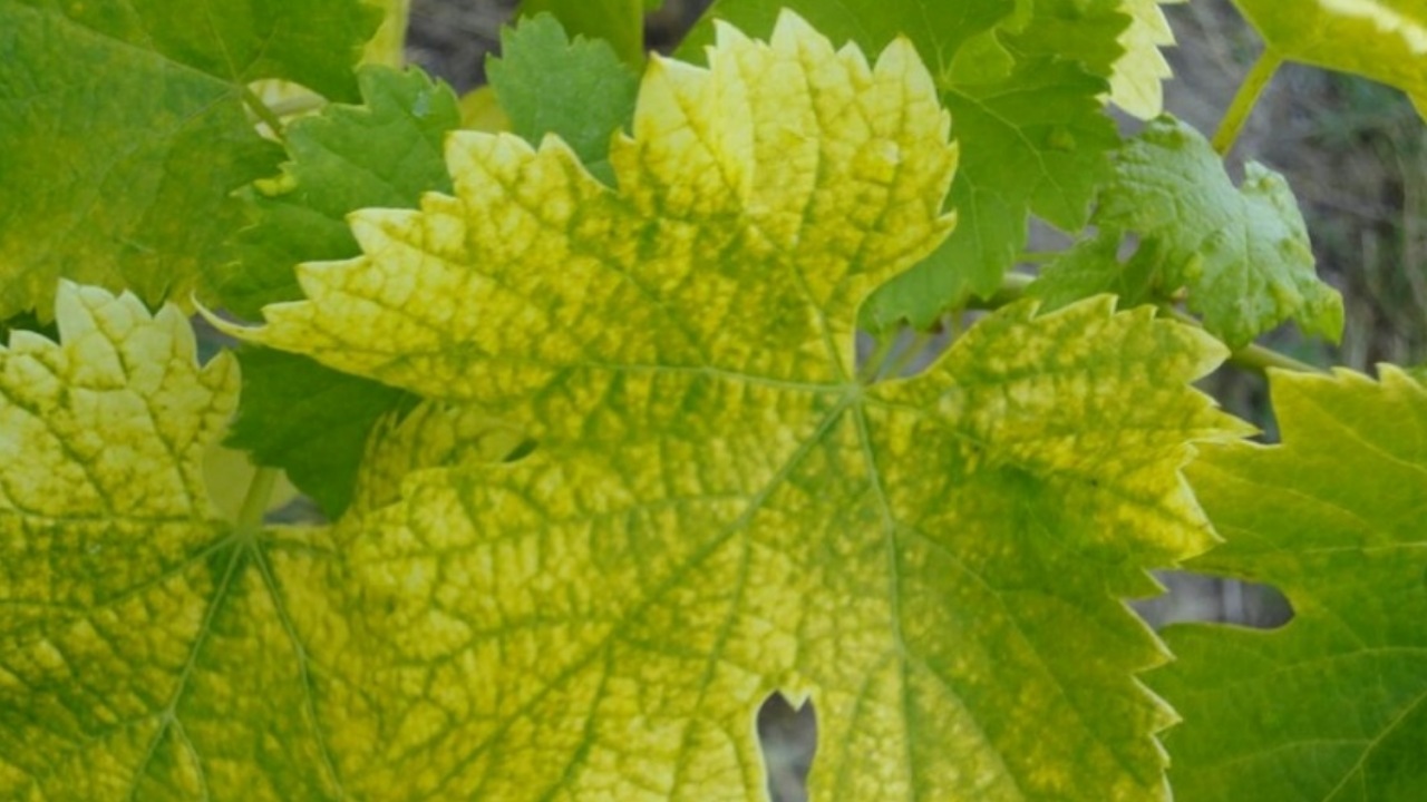 Clorosi: foglie ingiallite