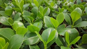 Clusia: la pianta d’appartamento perfetta per ogni ambiente