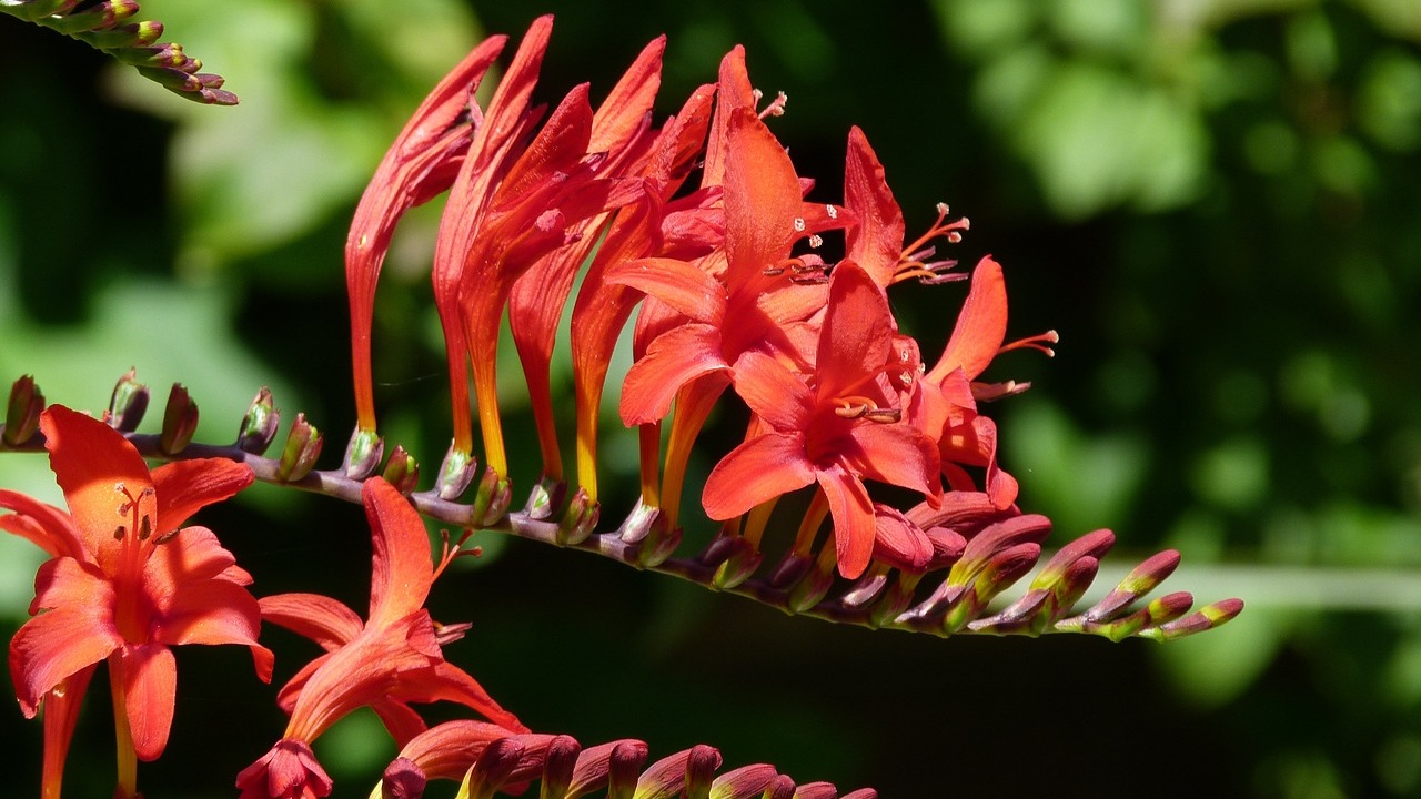 Crocosmia: pianta decorativa