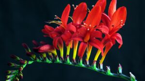 Crocosmia: una pianta resistente e colorata da coltivare con facilità