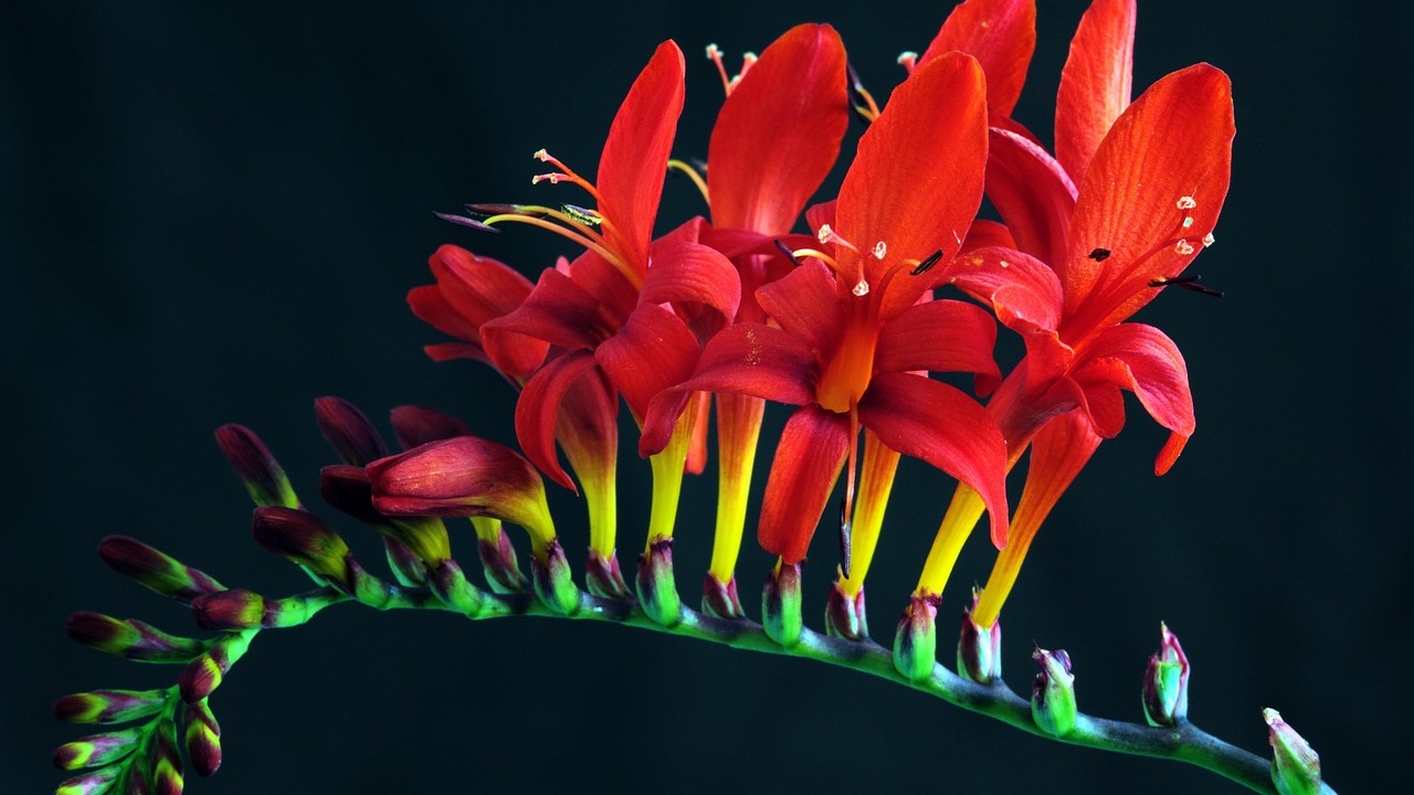 Crocosmia: pianta decorativa