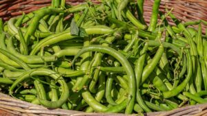 Fagiolini in giardino o in vaso: guida facile per una buona coltivazione