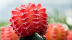 Ferocactus pilosus: usi, benefici e curiosità su questa pianta