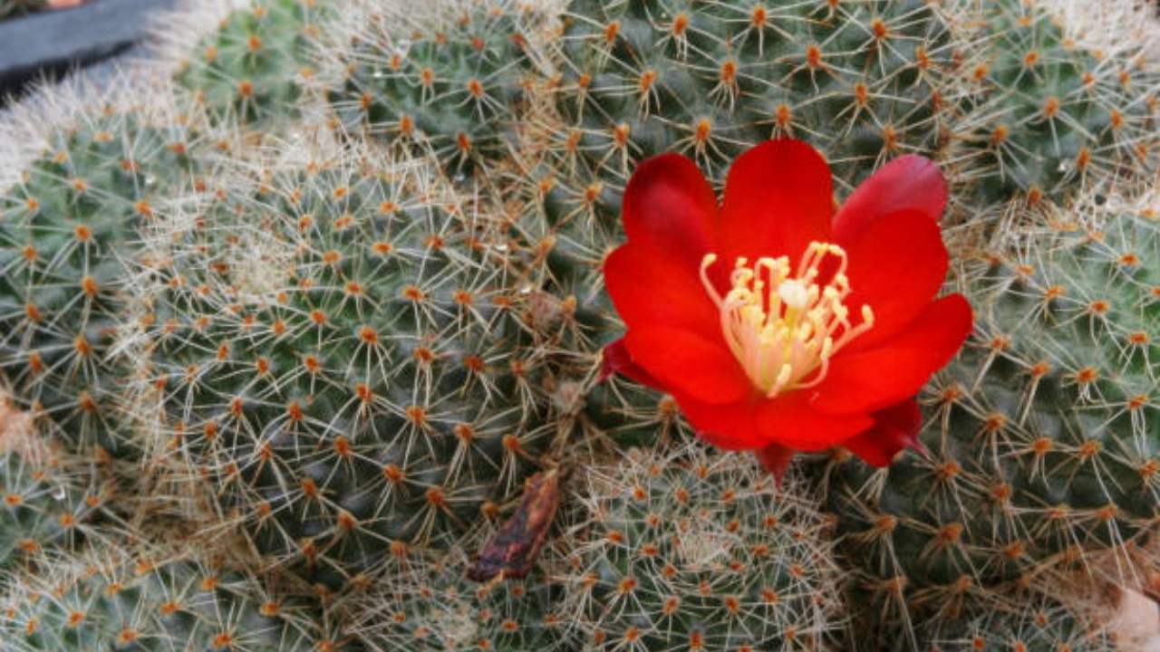 Ferocactus pilosus in fiore