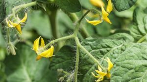 Pomodori in crescita: come favorire la comparsa dei fiori