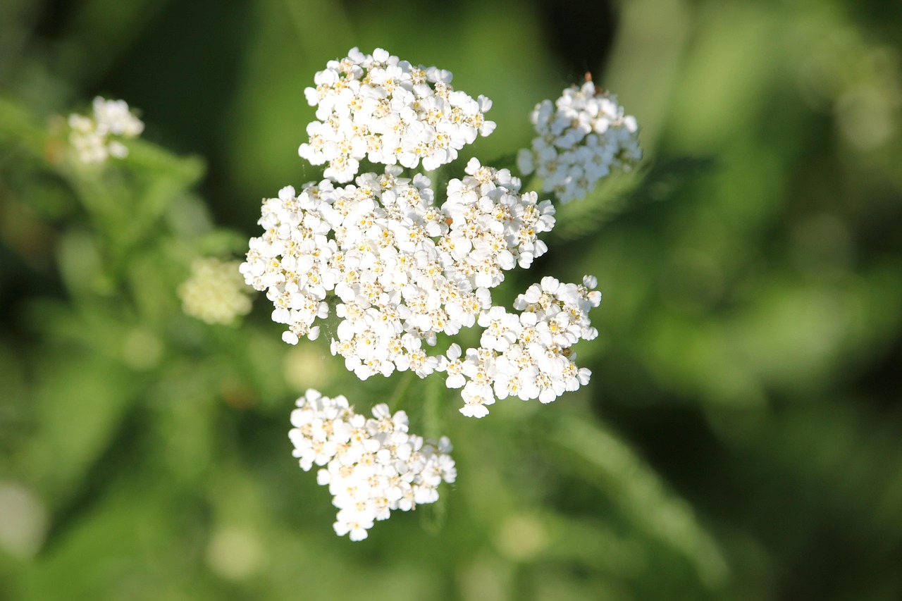 Fiori resistenti al caldo: achillea