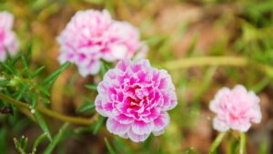 Fiori resistenti al caldo: le migliori piante da giardino che non temono la siccità