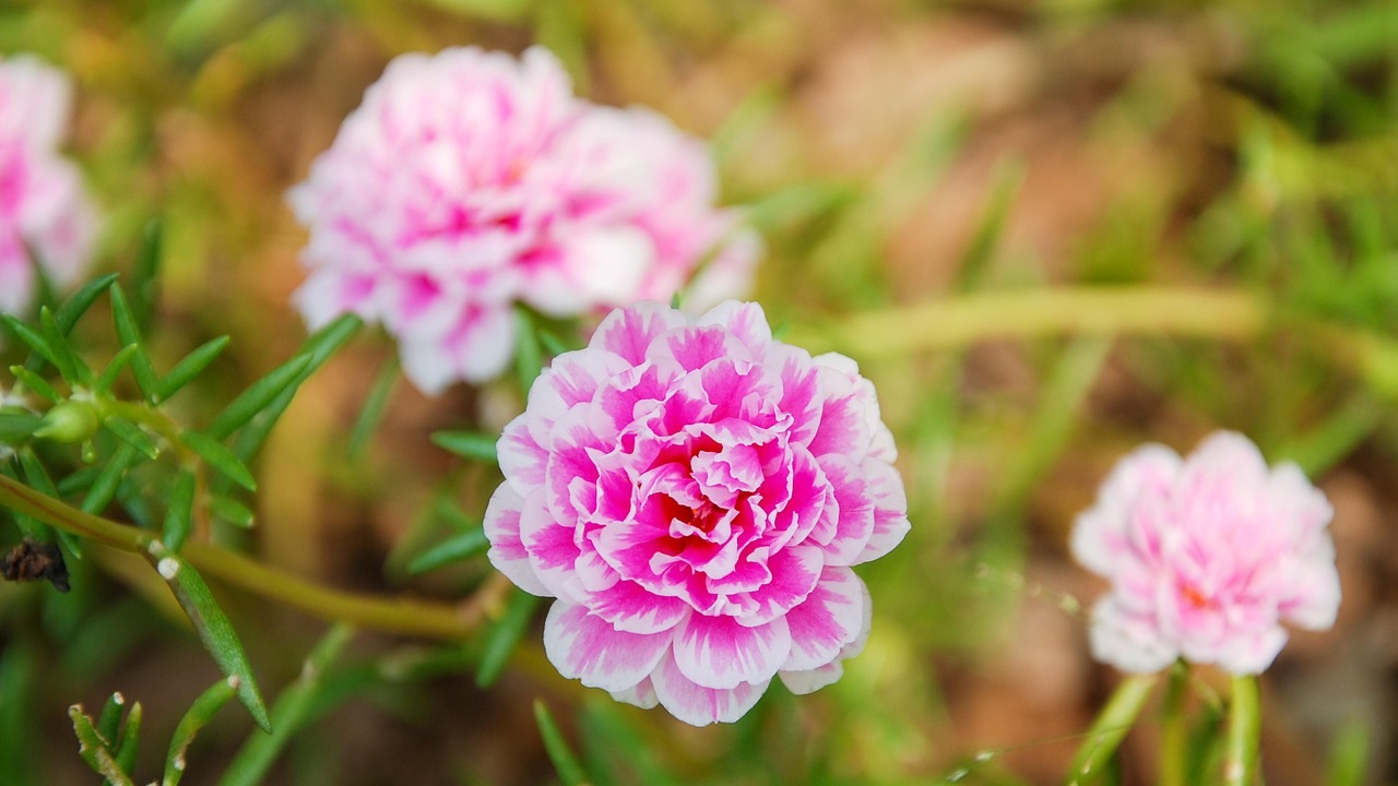 Fiori resistenti al caldo: portulaca