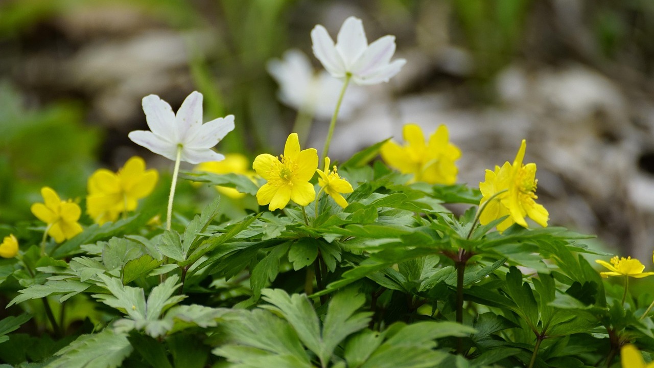 Fiori selvatici: perché piantarli in autunno