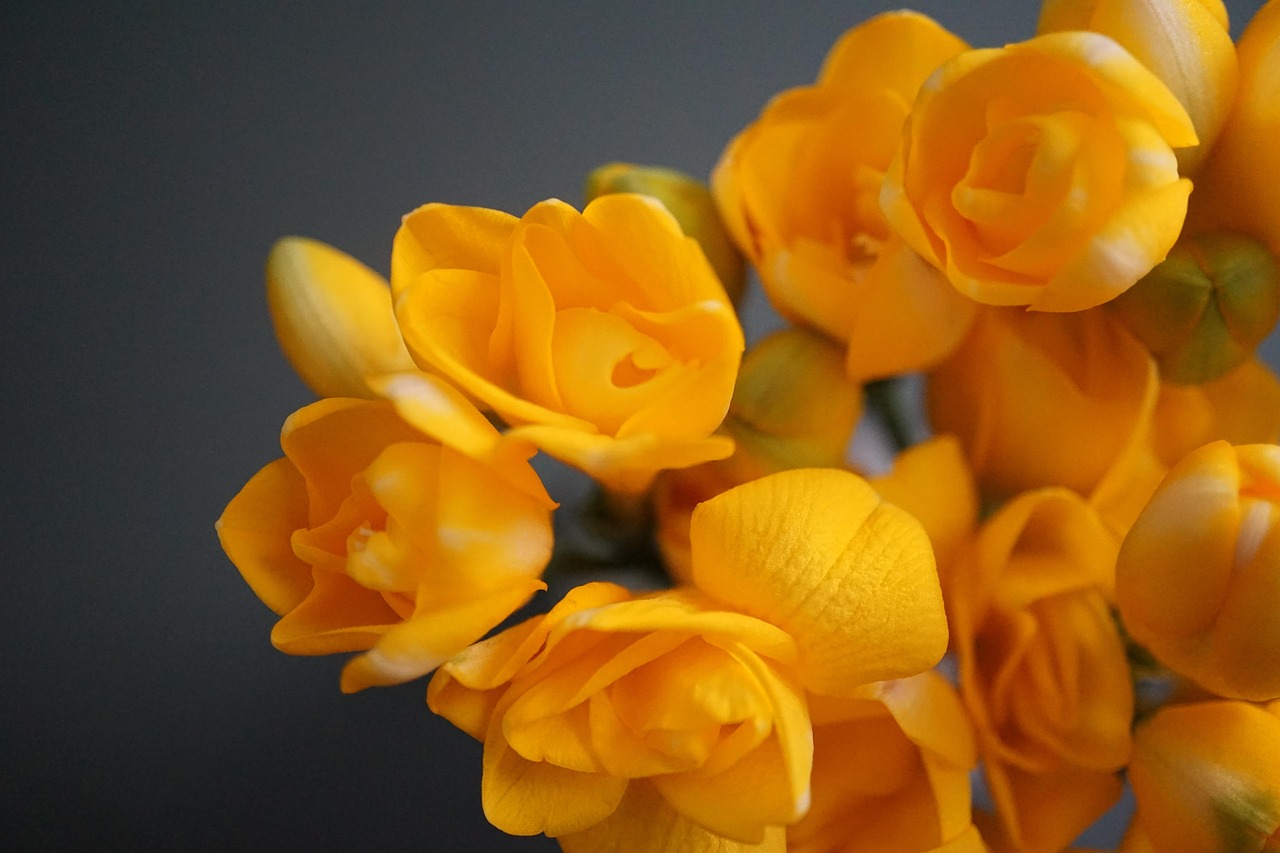 Fresia: fiori profumati