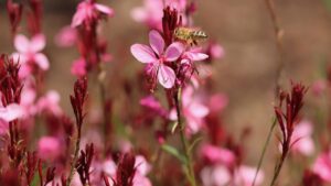 Gaura: la pianta che fiorisce senza cure e trasforma il tuo giardino