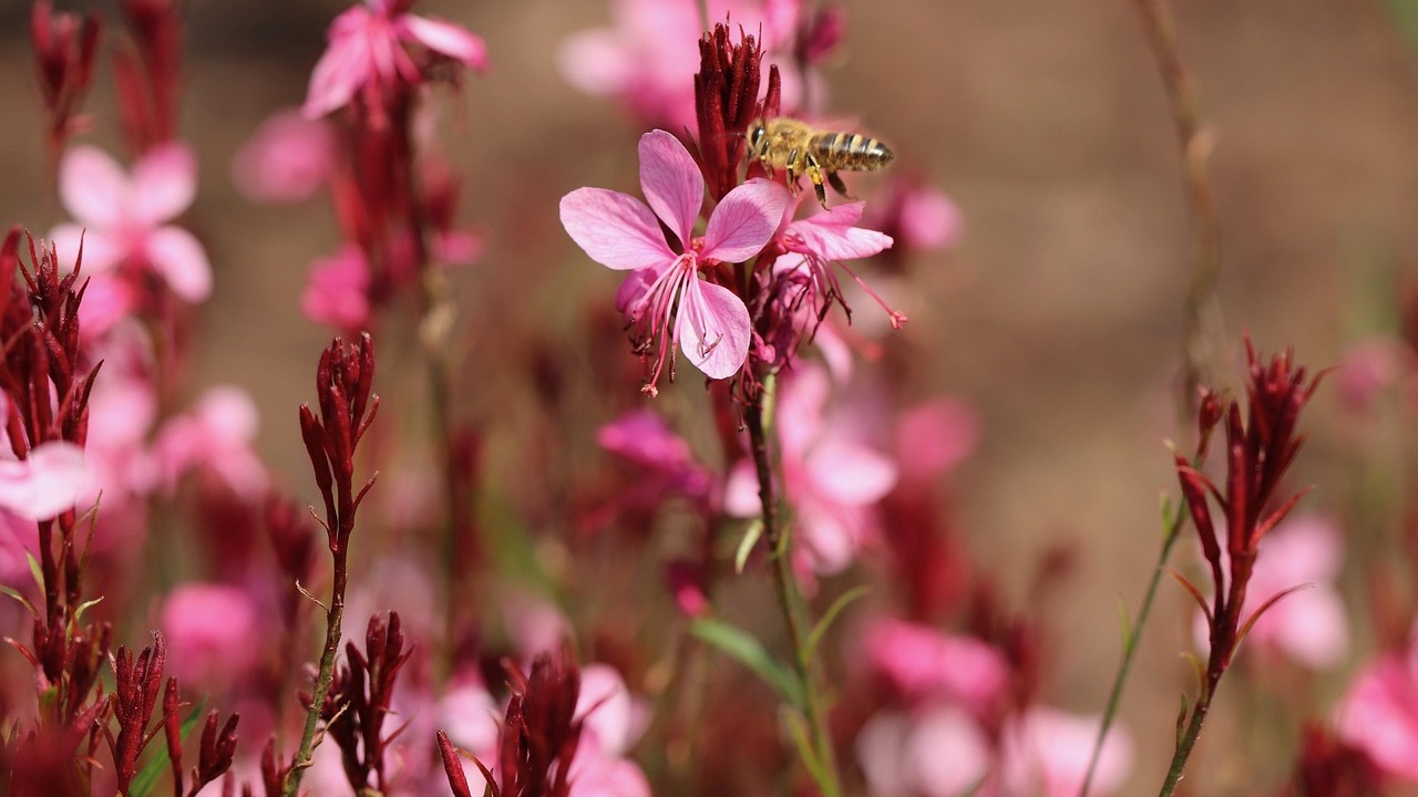 Gaura: pianta perenne