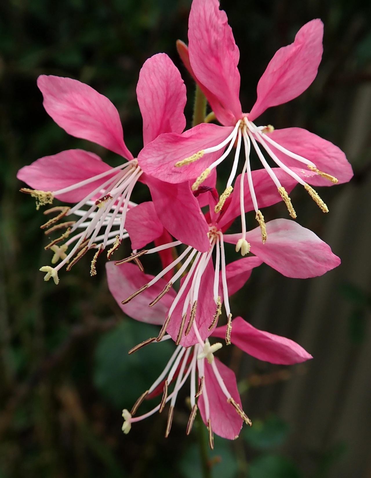 Gaura: pianta perenne