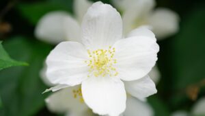Fiori profumati per giardino e balcone: le varietà migliori e facili da coltivare