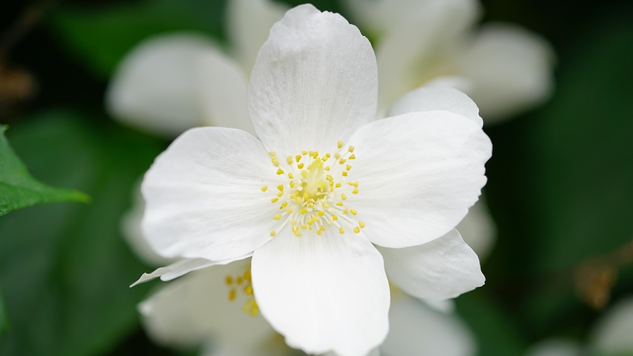 Gelsomino: fiori profumati