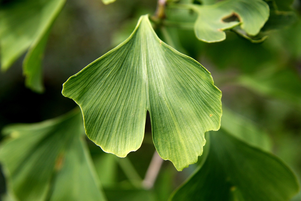 Ginkgo biloba: albero che dura nel tempo