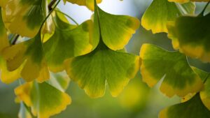 Ginkgo biloba: l’albero facile da coltivare che dura nel tempo