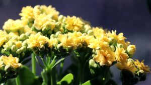 Kalanchoe: la pianta che fiorisce a lungo e richiede poche cure