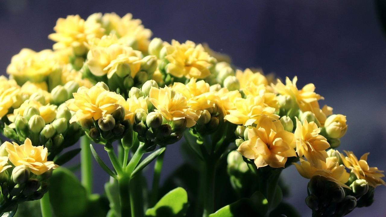 Kalanchoe: pianta grassa