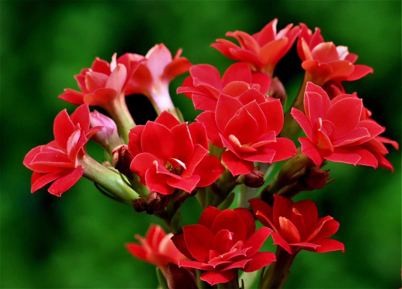 Kalanchoe: pianta grassa