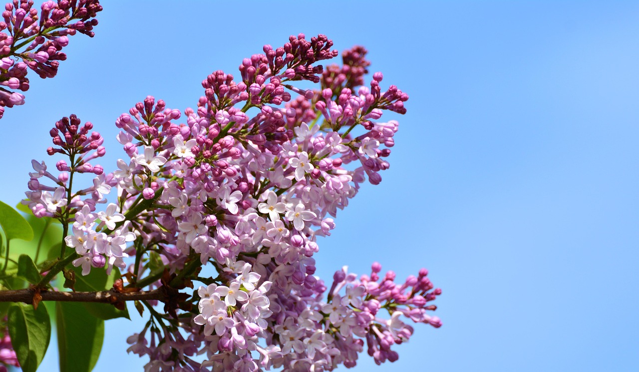 Lillà: come potarlo per avere abbondanti fioriture