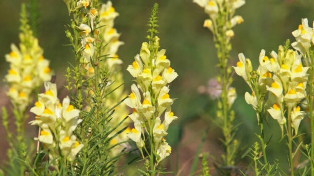 Linaria: usi, caratteristiche e proprietà di questa pianta da fiore