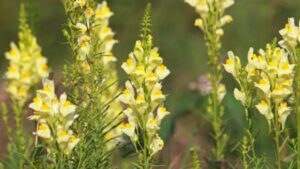 Linaria: usi, caratteristiche e proprietà di questa pianta da fiore