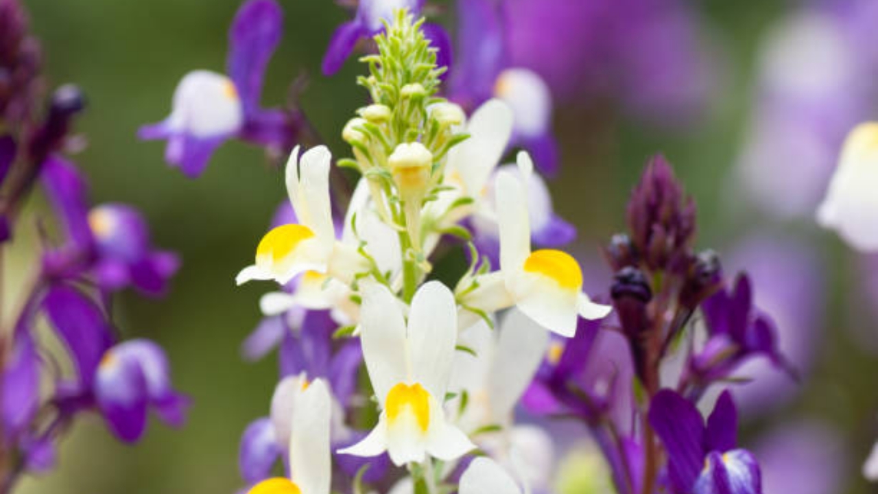 fiore di linaria
